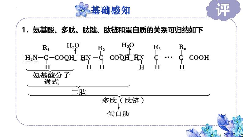 2025届高三一轮复习生物:生命活动的主要承担者——蛋白质课件第3页