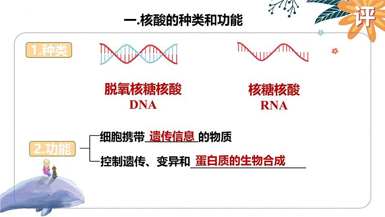 2025届高三一轮复习生物:遗传信息的携带者—核酸课件第5页