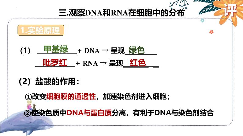 2025届高三一轮复习生物:遗传信息的携带者—核酸课件第7页