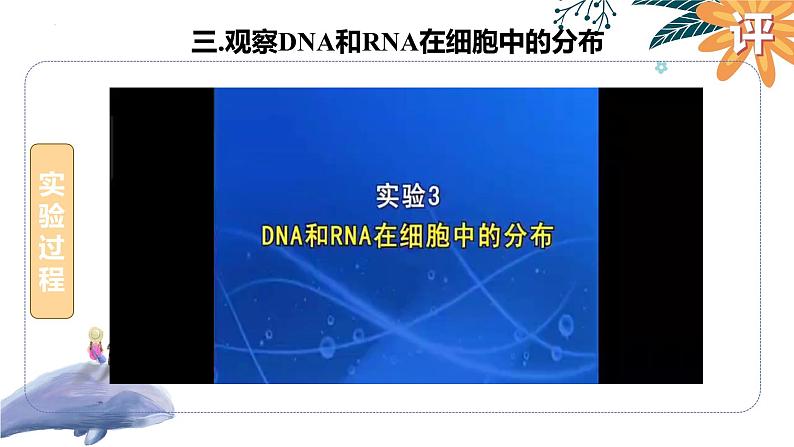 2025届高三一轮复习生物:遗传信息的携带者—核酸课件第8页