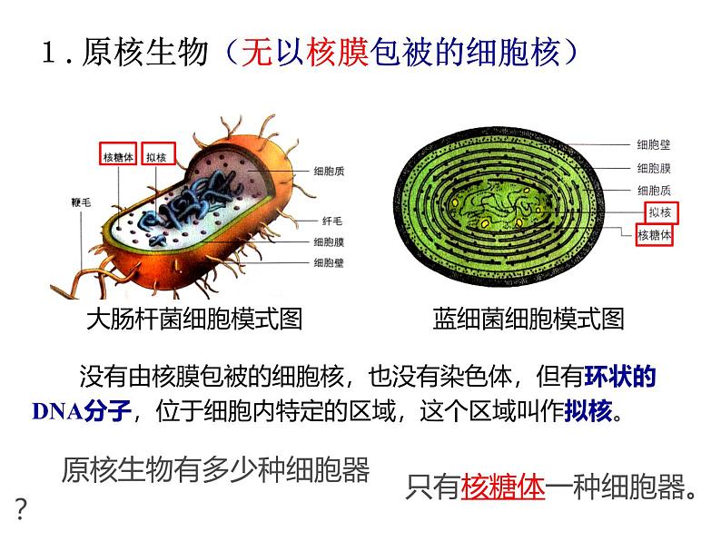 2025届高三生物一轮复习课件1.2细胞的多样性与统一性(1.5课时)第4页