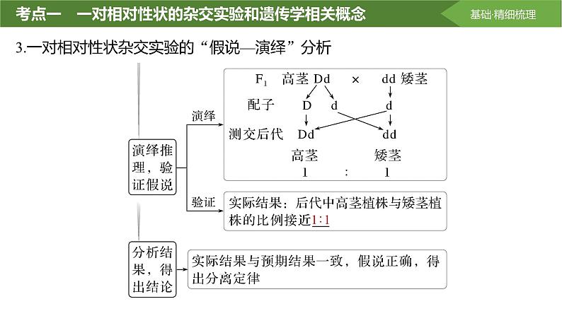 2025届高三生物一轮复习课件分离定律的发现第8页
