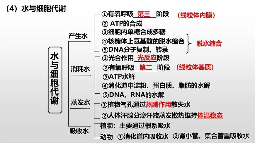 2025屆高三生物一輪復(fù)習(xí)課件第2講細(xì)胞中的無機(jī)物、糖類和脂質(zhì)第8頁