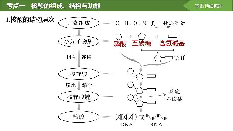 2025届高三生物一轮复习课件第4讲:核酸是遗传信息的携带者第4页