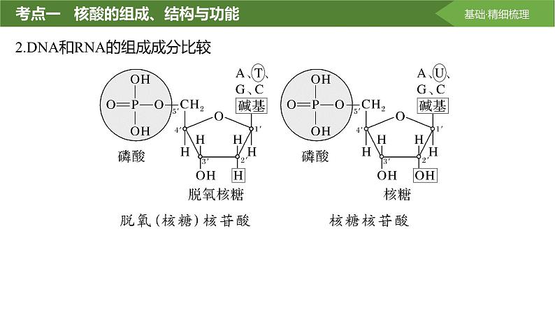 2025届高三生物一轮复习课件第4讲:核酸是遗传信息的携带者第5页