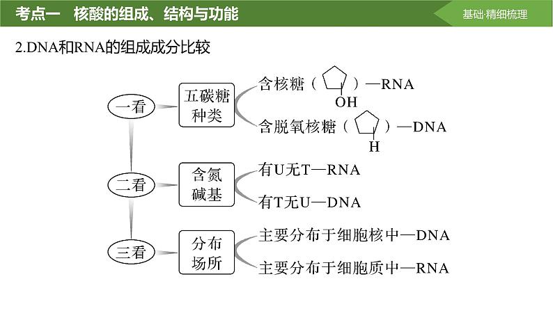 2025届高三生物一轮复习课件第4讲:核酸是遗传信息的携带者第6页