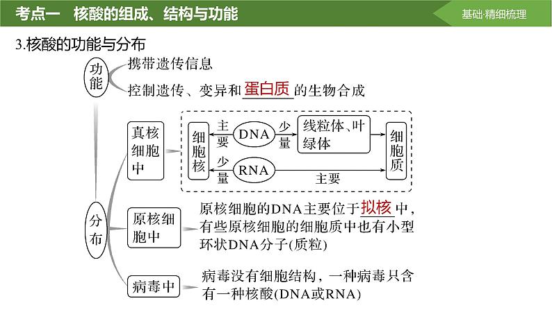 2025届高三生物一轮复习课件第4讲:核酸是遗传信息的携带者第7页