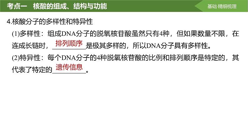 2025届高三生物一轮复习课件第4讲:核酸是遗传信息的携带者第8页