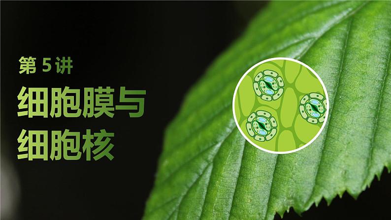 2025届高三生物一轮复习课件第5讲:细胞膜与细胞核第1页