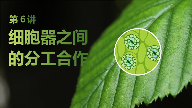 2025届高三生物一轮复习课件第6讲:细胞器之间的分工合作第1页