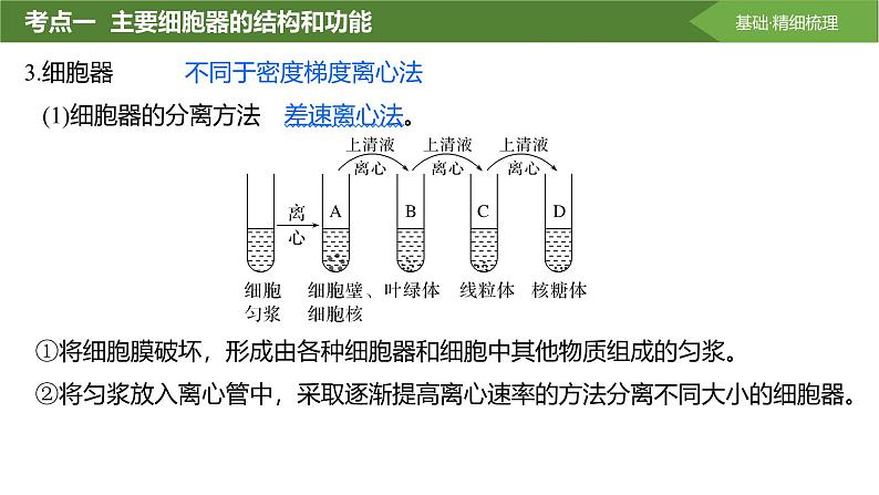 2025届高三生物一轮复习课件第6讲:细胞器之间的分工合作第6页