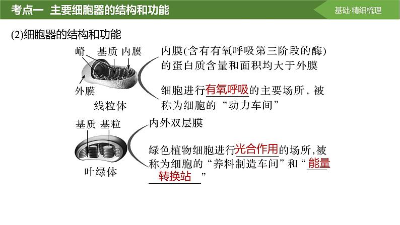 2025届高三生物一轮复习课件第6讲:细胞器之间的分工合作第7页