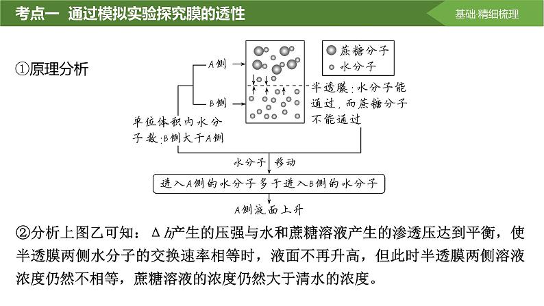 2025届高三生物一轮复习课件第7讲:水进出细胞的原理第5页