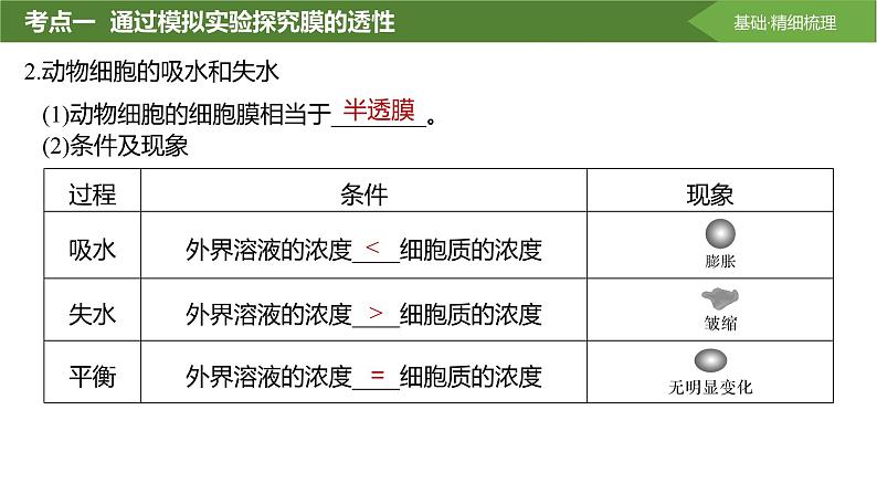 2025届高三生物一轮复习课件第7讲:水进出细胞的原理第6页