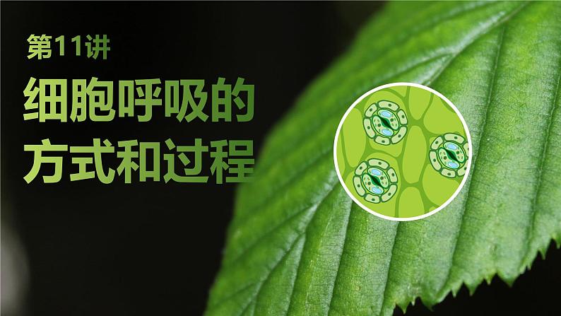 2025届高三生物一轮复习课件第11讲:细胞呼吸的方式和过程01
