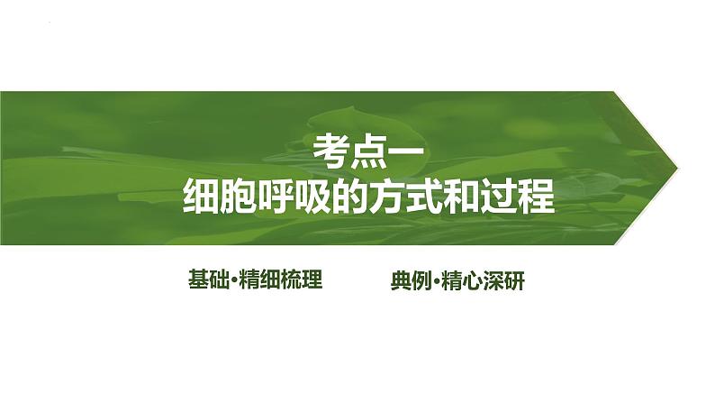 2025届高三生物一轮复习课件第11讲:细胞呼吸的方式和过程03