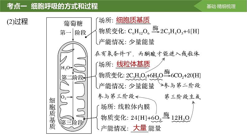 2025届高三生物一轮复习课件第11讲:细胞呼吸的方式和过程05