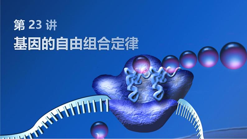2025届高三生物一轮复习课件第23讲:基因的自由组合定律课件第1页