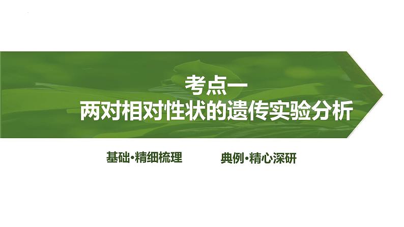 2025届高三生物一轮复习课件第23讲:基因的自由组合定律课件第3页