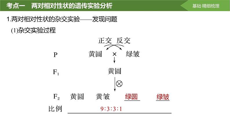 2025届高三生物一轮复习课件第23讲:基因的自由组合定律课件第4页
