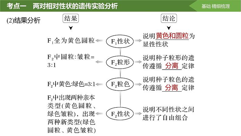 2025届高三生物一轮复习课件第23讲:基因的自由组合定律课件第5页