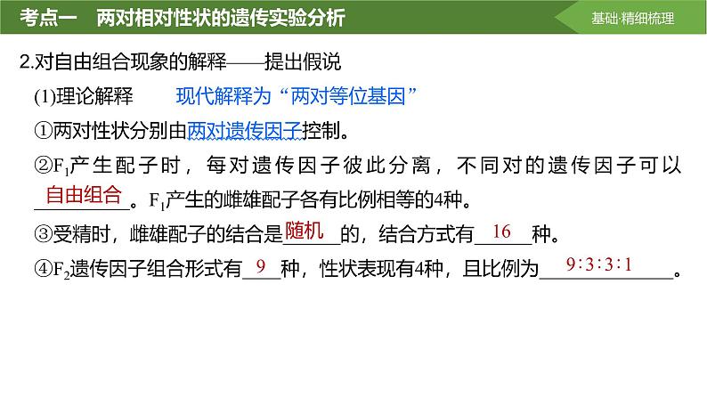 2025届高三生物一轮复习课件第23讲:基因的自由组合定律课件第7页