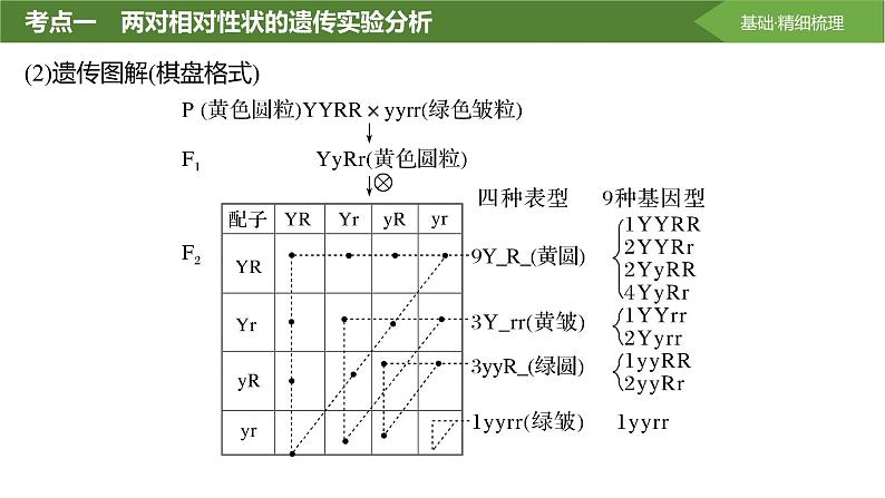 2025届高三生物一轮复习课件第23讲:基因的自由组合定律课件第8页