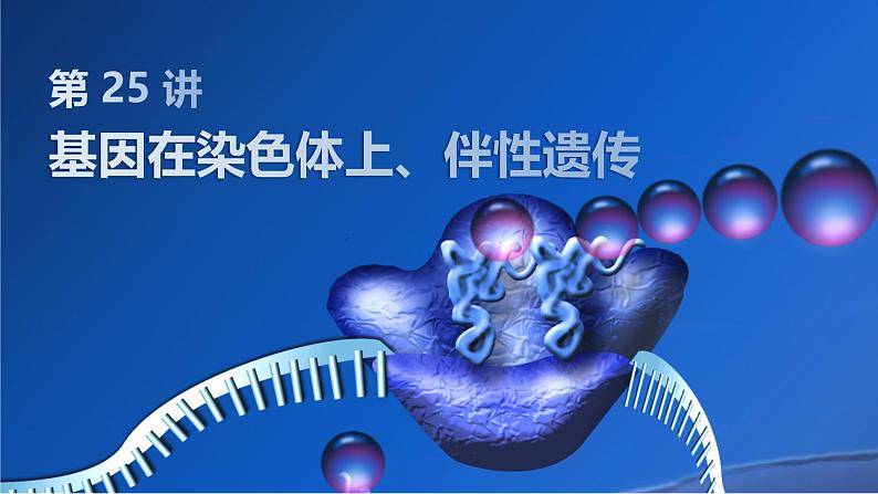 2025届高三生物一轮复习课件第25讲:基因在染色体上、伴性遗传第1页