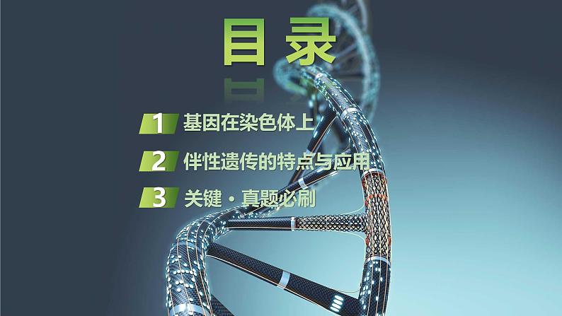 2025届高三生物一轮复习课件第25讲:基因在染色体上、伴性遗传第2页