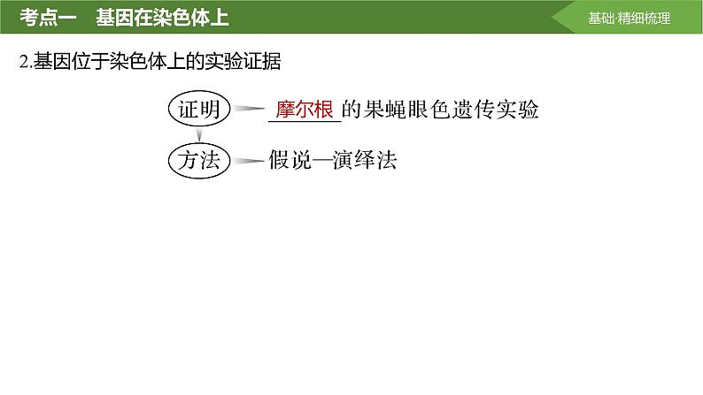 2025届高三生物一轮复习课件第25讲:基因在染色体上、伴性遗传第5页