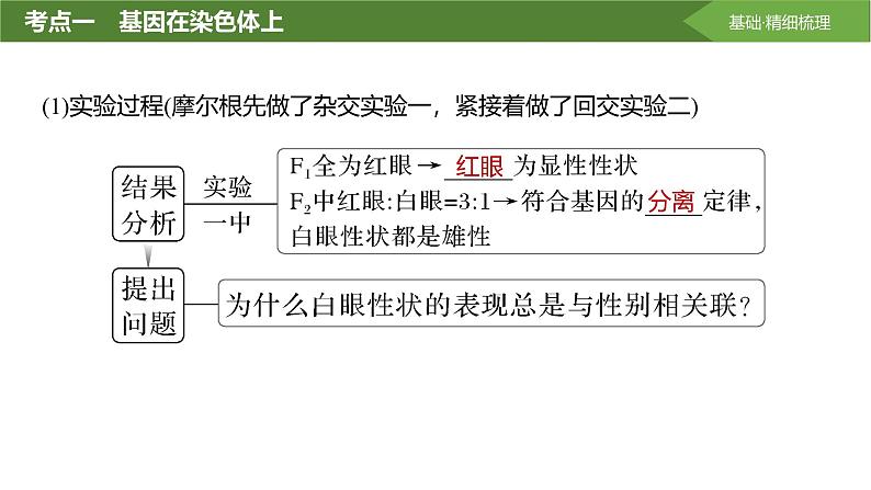 2025届高三生物一轮复习课件第25讲:基因在染色体上、伴性遗传第7页