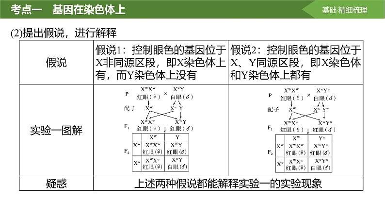 2025届高三生物一轮复习课件第25讲:基因在染色体上、伴性遗传第8页