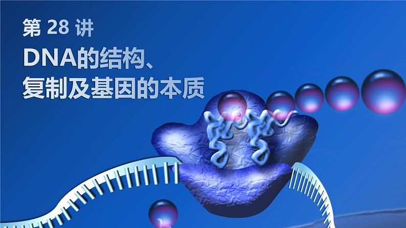 2025届高三生物一轮复习课件第28讲:DNA的结构、复制及基因的本质第1页