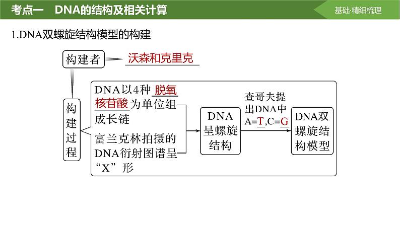 2025届高三生物一轮复习课件第28讲:DNA的结构、复制及基因的本质第4页