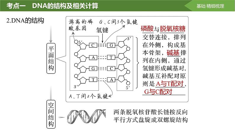 2025届高三生物一轮复习课件第28讲:DNA的结构、复制及基因的本质第7页