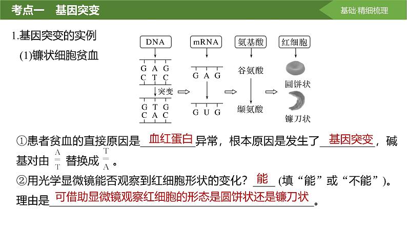 2025届高三生物一轮复习课件第30讲:基因突变和基因重组第4页