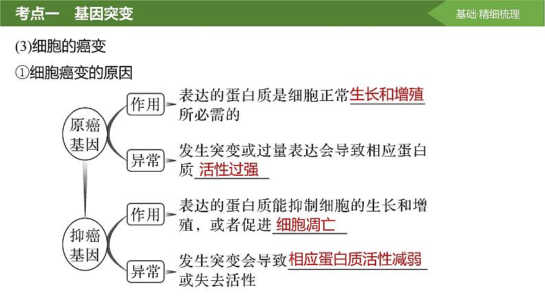 2025届高三生物一轮复习课件第30讲:基因突变和基因重组第7页