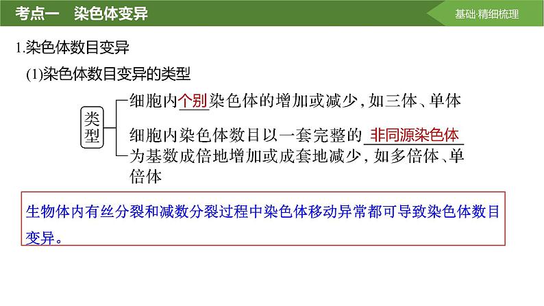 2025届高三生物一轮复习课件第31讲:染色体变异与育种第4页