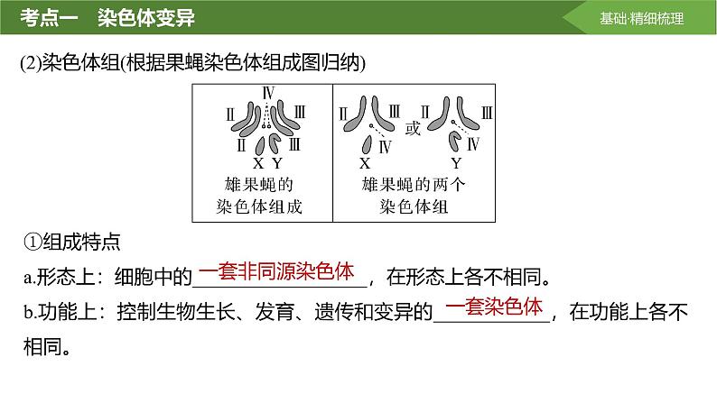 2025届高三生物一轮复习课件第31讲:染色体变异与育种第5页