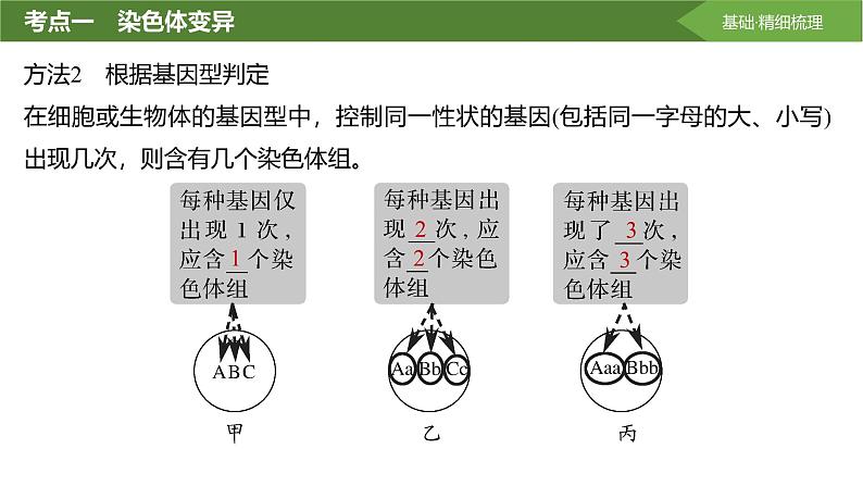 2025届高三生物一轮复习课件第31讲:染色体变异与育种第7页