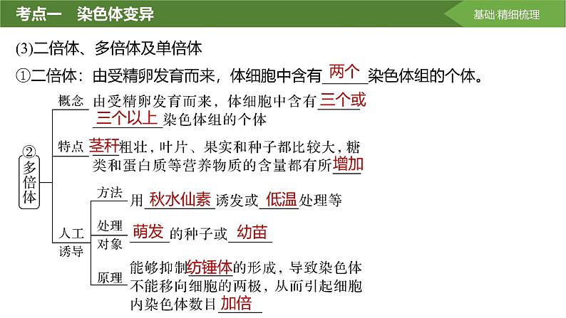 2025届高三生物一轮复习课件第31讲:染色体变异与育种第8页