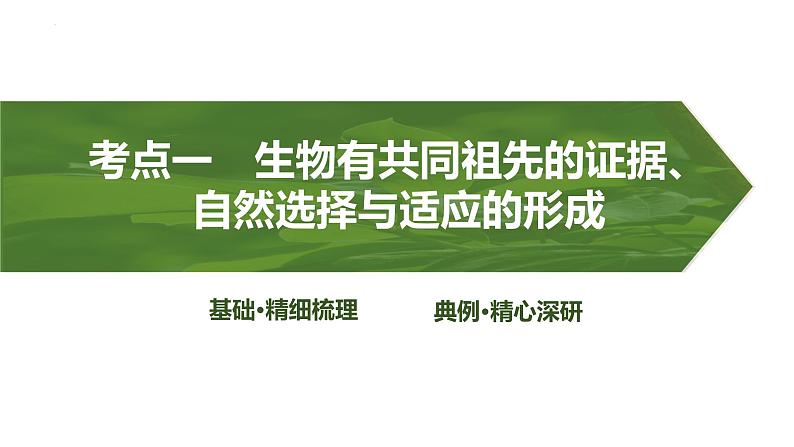 2025届高三生物一轮复习课件第32讲:生物的进化第3页