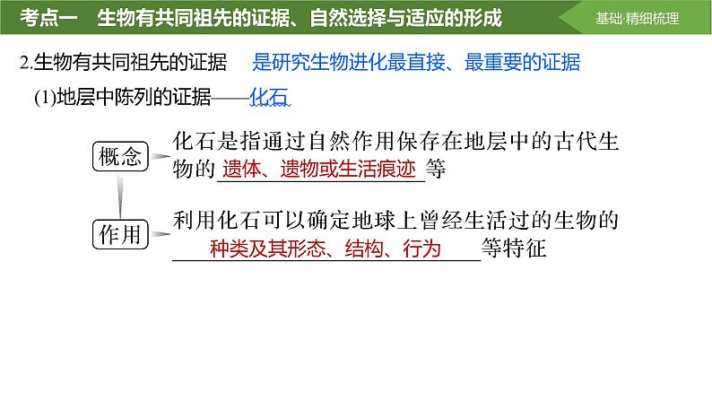 2025届高三生物一轮复习课件第32讲:生物的进化第5页