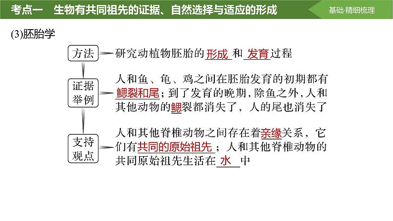 2025届高三生物一轮复习课件第32讲:生物的进化第7页