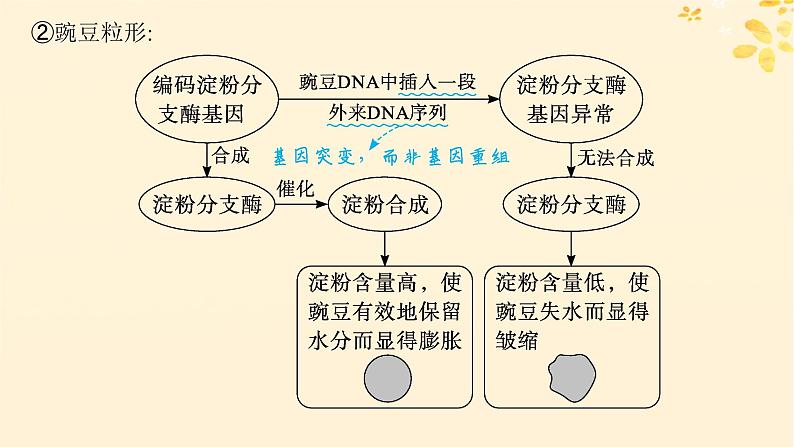 2025届高考生物一轮总复习第6单元遗传的分子基础第26讲基因表达和性状的关系课件第6页