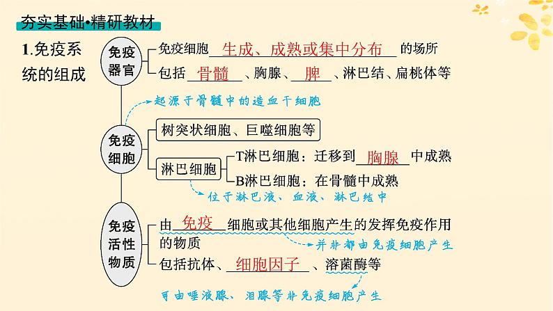 2025届高考生物一轮总复习第8单元稳态与调节第36讲免疫调节课件第4页