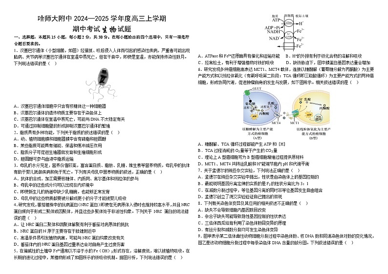 2024—2025学年度高三上学期期中生物试题第1页