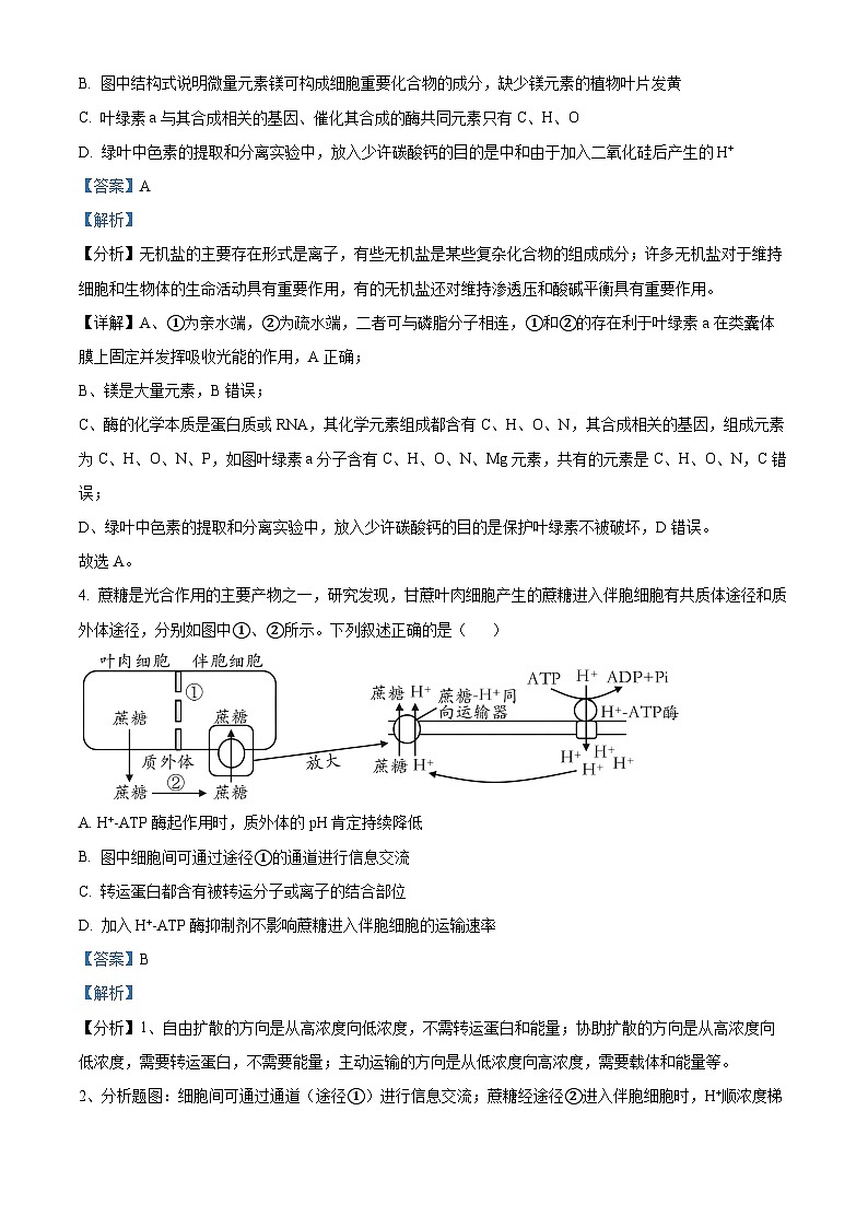 山东省泰安第一中学2025届高三上学期11月月考生物试题含解析第3页