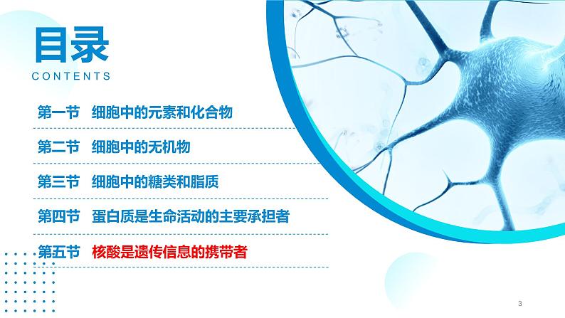 2024-2025人教版(2019)生物必修1《分子与细胞》课件PPT2组成细胞的分子-2.5核酸是遗传信息的携带者第3页