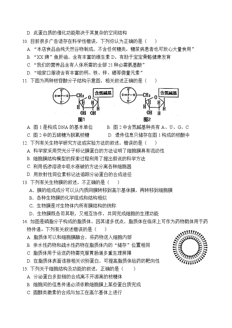 福建省厦门市湖滨中学2024-2025学年高一上学期期中考试生物试题03